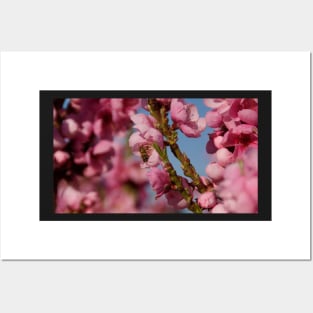Busy as a Bee - Spring at Magpie Springs by Avril Thomas Posters and Art